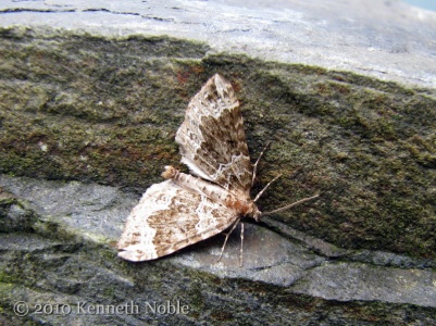 Devon carpet (Lampropteryx otregiata) Kenneth Noble